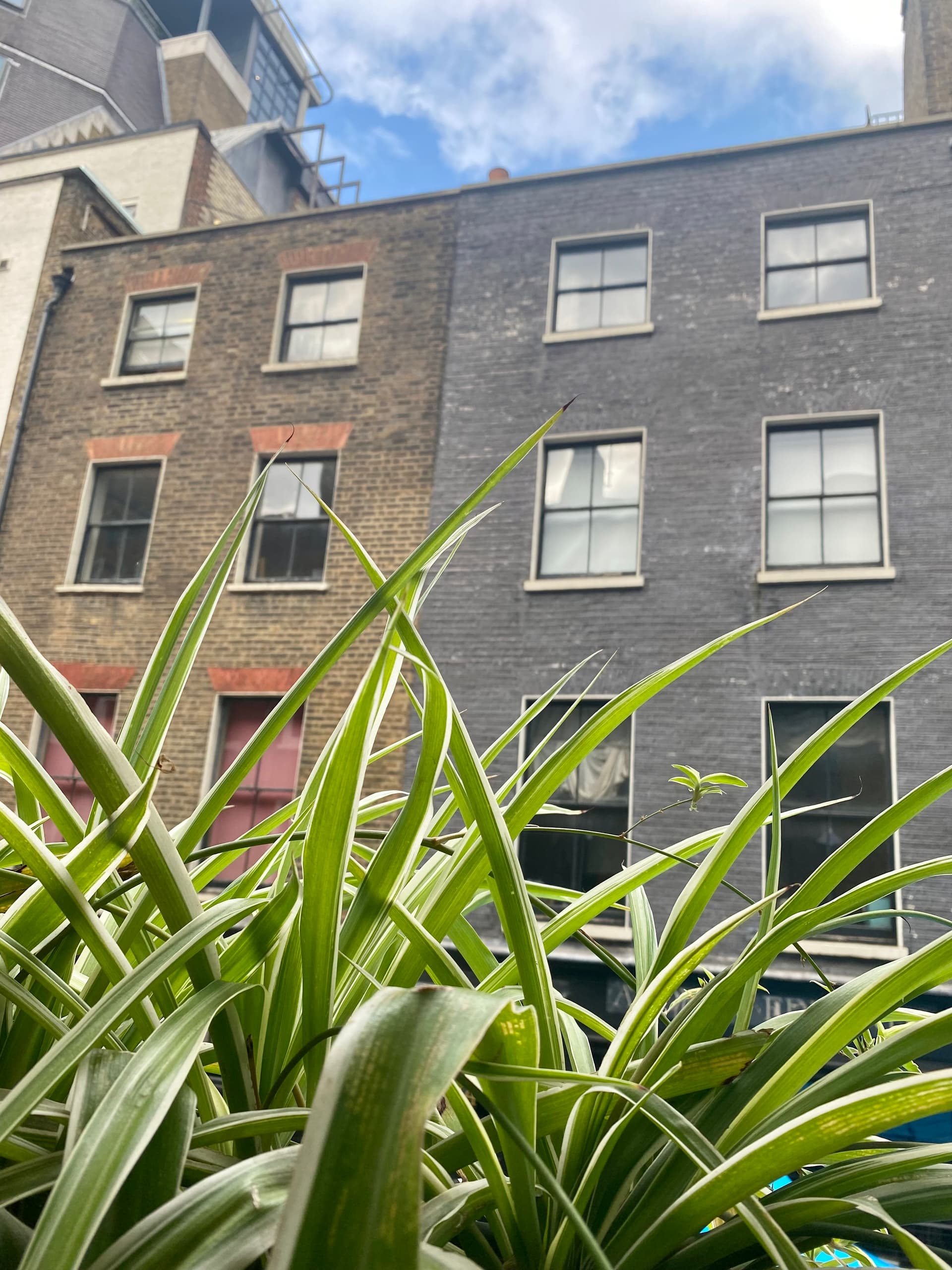 Spider plant leaves in the foreground with Georgian brick townhouses and a blue sky behind in Soho